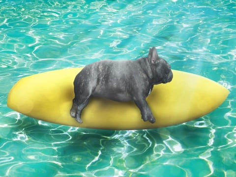 サーフボードと犬